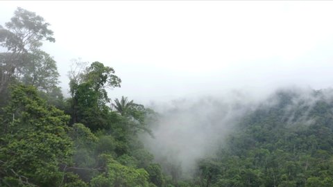 Aerial view, flying just above the canopy of a tropical forest that is covered in morning fog
