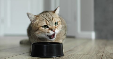 Care and maintenance of animals at home. Domestic adorable tabby cat is eating its dry food from bowl on the floor. Healthy cat eats food with appetite.