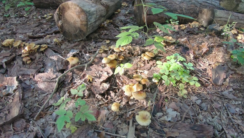 Lot of the false honey agaric on a Sunny clearing in the woods. Mushrooms grow among the bark next to the logs of fallen trees