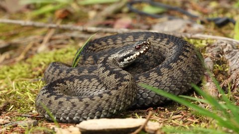 European adders (Vipera berus) laying on the ground and hard breathing to scare disturber