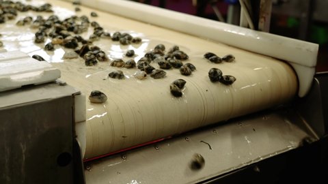 Employees sort raw fasolari molluscs transported by conveyor