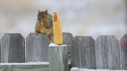 Squirrel with snowflakes on his face approaches ear of corn and nibbles it. Grey squirrel on a grey fence with snow on side rails.  Partially eaten ear of corn with bokeh background. 