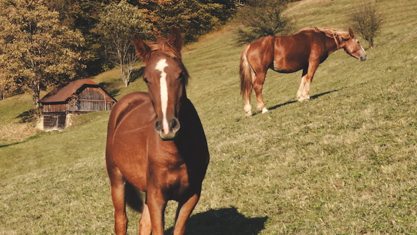 Funny horses at mountain aerial. Nature landscape. Farm animals at cottage. Rural green grass pastures at autumn day. Cinematic portrait shot. Countryside holiday at Carpathian mounts, Ukraine, Europe
