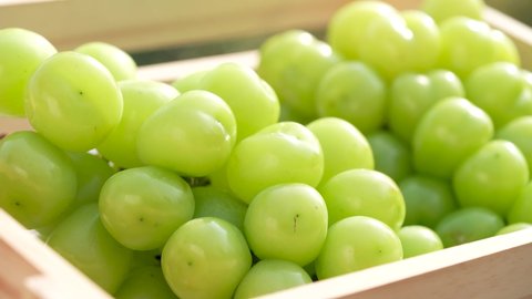 Green grape in wooden box in green garden, Shine Muscat Grape with leaves in blur background.