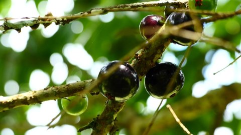 Fruit. Exotic. Jabuticaba in the tree ready to be harvested. Jaboticaba is the native Brazilian grape tree. Species Plinia cauliflora.