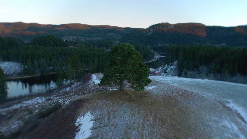 Circling around a tree in a field, beautiful surroundings with a river and corn fields.
