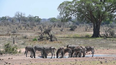 Wide shot of a herd of Burchell's zebra drinking at a waterhole in Kruger National Park. 