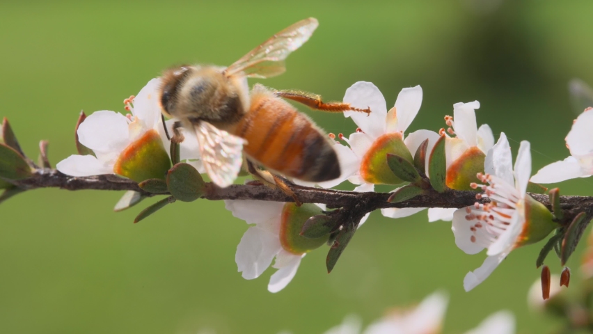 Honey bee drinking from white Manuka flower on sunny day and flies away, closeup Royalty-Free Stock Footage #1066338655