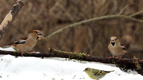 Two hawfinches at winter feeding and snowfall