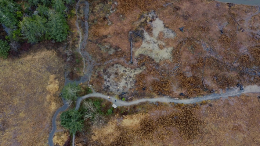 Top down view of the swamp with dried yellow plant and small streams of water