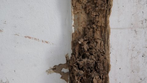 Window frame with termites, Details of houses destroyed by termites