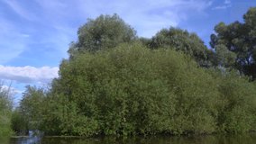 Passing by many fluffy fresh green trees while traveling by boat on river on sunny warm summer day outside. Countryside of Ukraine