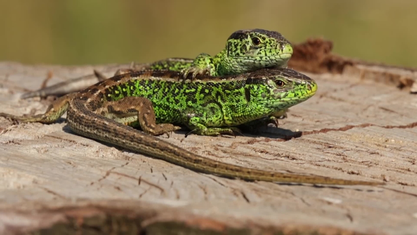 Two males of the sand lizard (Lacerta agilis) sunbathing on the wood together like they hug each other Royalty-Free Stock Footage #1066344856