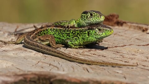 Two males of the sand lizard (Lacerta agilis) sunbathing on the wood together like they hug each other