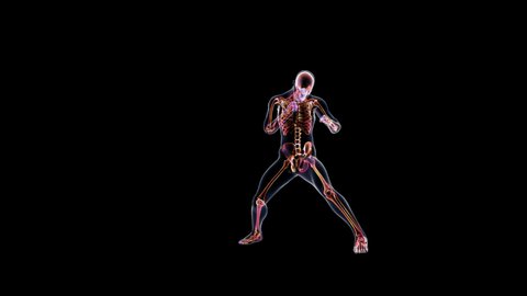 Athlete X-Ray Boxing, Camera Rotating, Seamless Loop, Alpha Channel