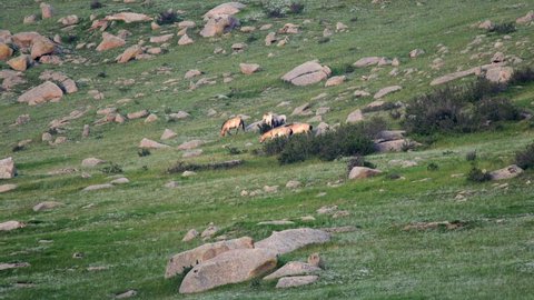 Przewalski's horses in real natural habitat environment in the mountains of Mongolia.Equus Ferus takhi dzungarian Przewalski Mongolian wild horse wildlife animal hoofed mustang brumby feral tarpan dun