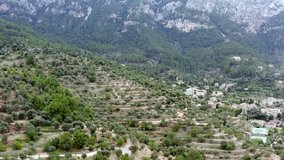 Olive plantations growing in the mountain forest dron 4K video. Aerial view of olive and pine trees in the mountains with rocks and cliffs.