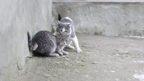 An adult fluffy cat attacks a gray cat outside in cold weather. at fight
