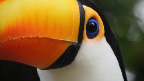 Toco Toucan also known as the common Toucan or giant Toucan. Scientific name Ramphastos toco. Native to South America.
Close up of head turned to the left and blinking.
