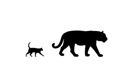 Silhouettes of tiger and cat walking together, animation on the white background.