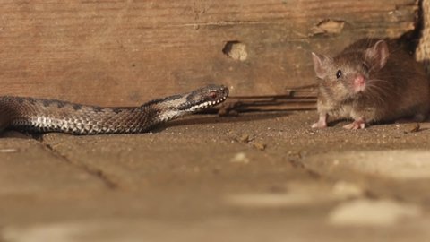 European adders (Vipera berus) searvhing for the prey mouse, bite it to feed istself in the courtyard  near agricultural hut.