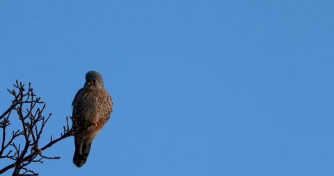 common kestrel, Falco tinnunculus, perched on tree in full winter sunlight hunting.