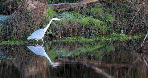 grey heron reflection, Ardea cinerea, hunting for fish along a Scottish river during winter.