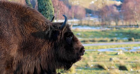 european bison, Bison bonasus, feeding and moving head up and down