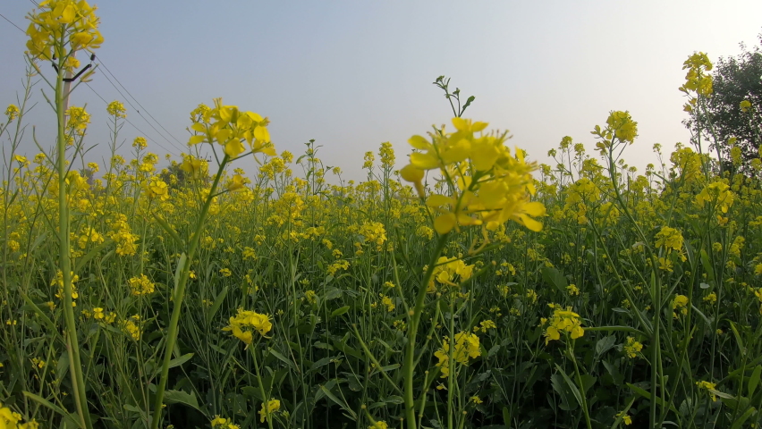 Mustard crop in the agriculture field.