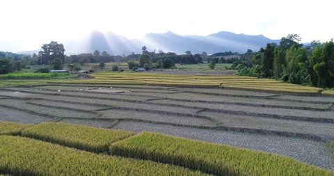 Drones fly over rice fields in the sunset. Yellow agriculture Beautiful summer scenery of rice fields Top view of rice fields farm
