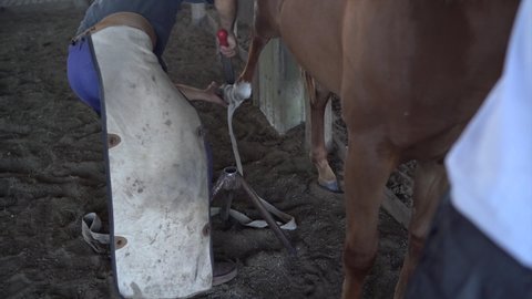 A blacksmith filing down nail of horse in preparation for shoeing a horse.blacksmith using hammer to put horseshoe on hoof of horse near stable on ranch