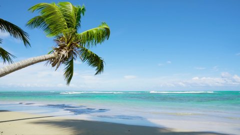 Beautiful Beach Coconut Palm Koh Lanta Stock Photo 92801089 | Shutterstock