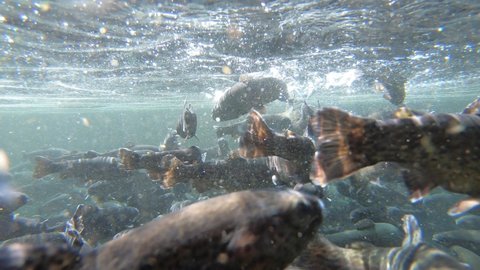 Feeding trout in the fish pond, breeding in fish farm, fight for food in clear and cold water from a mountain stream, underwater footage in Sopotnica in Serbia