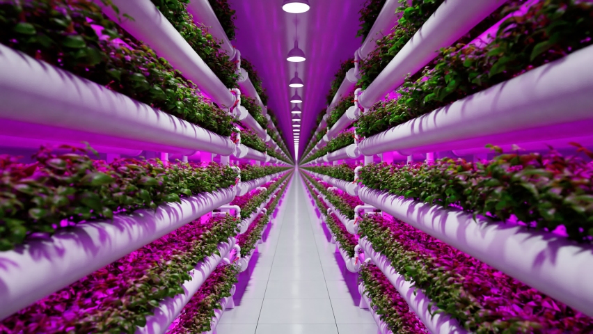 Hydroponic in the vast greenhouse. Aquaculture. Herb plantation with watering system in purple light. Innovative agriculture cultivation. Hundreds of plants are growing on the farm. Food production. Royalty-Free Stock Footage #1066383004
