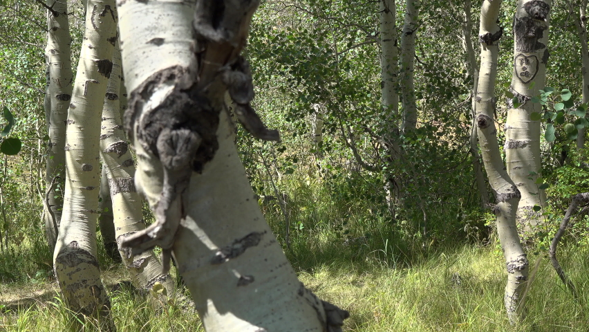 Caucasian man kneeling in an aspen forest praying to God