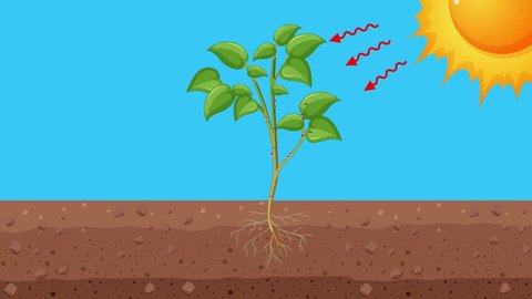 Animation showing photosynthesis in plants. Starting with water absorption in the roots and moving through stem to the leaves.