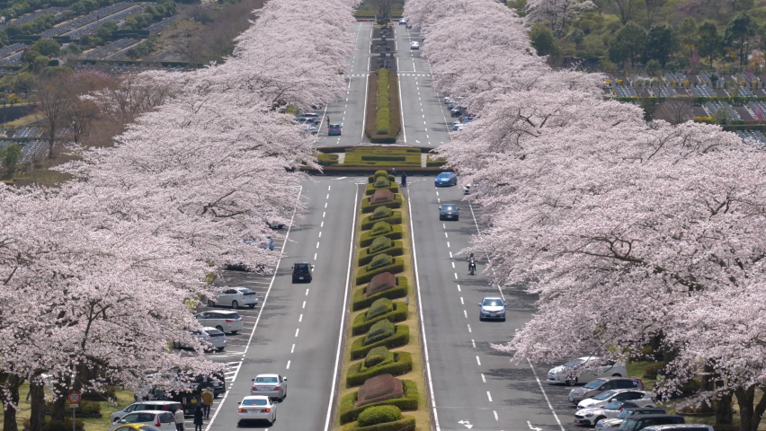 Cars Running on a Multi-Lane Thoroughfare with Rows of Cherry Trees in Bloom: Shot at Fuji Reien in Ogawa Town, Shizuoka Pref., japan. | Shutterstock HD Video #1066392658