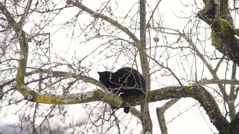 a black cat in an apple tree in winter