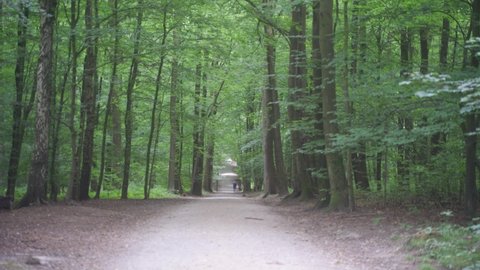 Park forest road in Brussels, Belgium, with a person in the distance on a morning walk. Lush green trees on a warm summer morning.