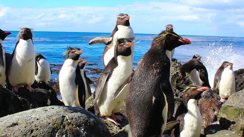 Large group of Rockhopper penguins standing on the rocks along the ocean