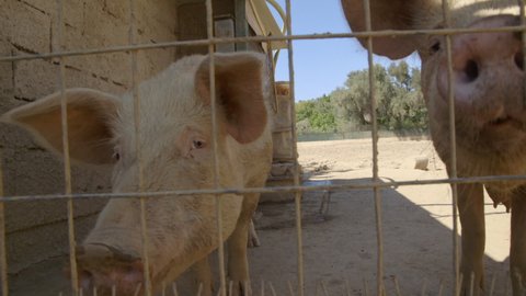 Happy, free range and non GMO pigs enjoy the sunshine on an organic meat farm. No anti-boitics.