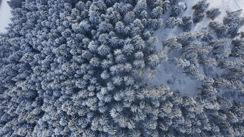 White snowy pine forest of Romania in winter - aerial descend