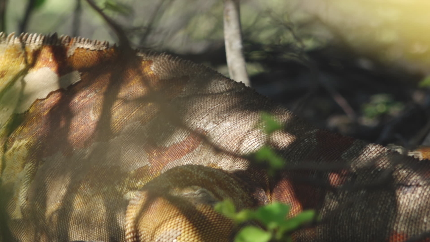 Textured Scaly Skin of Yellow Land Iguana in Shade of Tree on Isabela Island, Galapagos