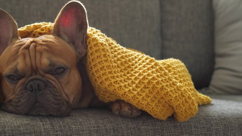 Funny cute french bulldog dog with bunny ears lies wrapped in warm yellow blanket on sofa at home and misses its owner waiting for him. Good boy pet. Abstrect idleness, quarantine, inaction, humility