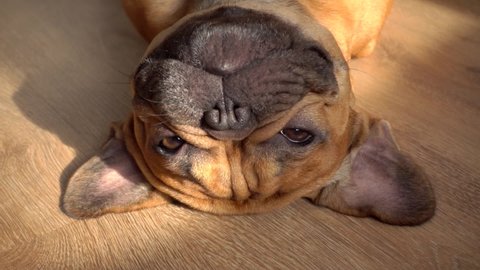 Funny dog ​​french bulldog paws up inverted lies on his back, cute pet at home. Ridiculous look directly into camera, face close-up. Long hare ears are spread out to side. Emotional animals stock film