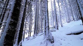 Beautiful snowing day in the fir forest in mountains slow motion footage