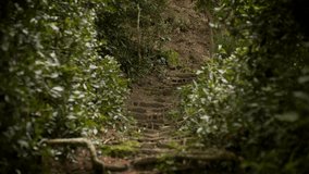 Video of Ancient Path through Rainforest