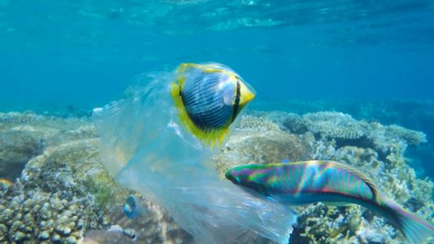 Blackback Butterflyfish trapped to the plastic bag and is trying to swim out of it, on coral reef background. Plastic pollution killing marine animals. Plastic pollution of the Ocean