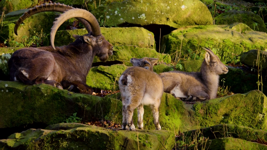 A group of alpine ibex, capricorn resting on rocks in autumn	