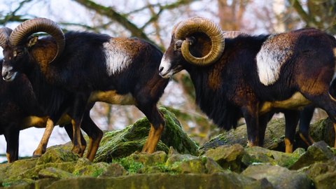 Close up of a mouflon standing on a hill on a sunny day in autumn.	 Arkivvideo